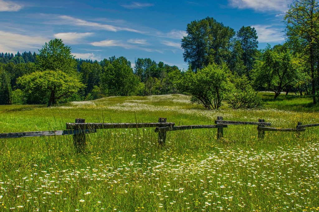 State Parkdaisies, buttercups, washington state park, nature, rural, landscape, meadow, trees